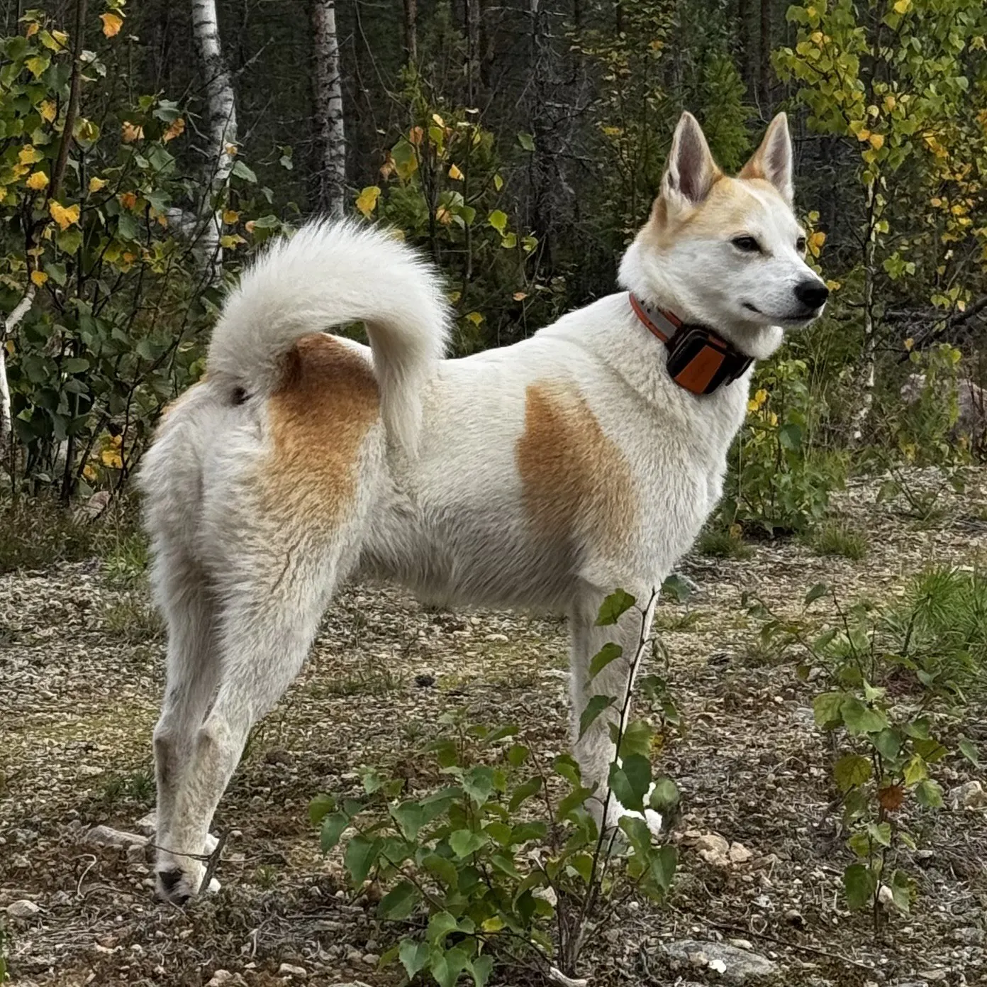 Jaktprov i Finland för SSFNNs medlemmar