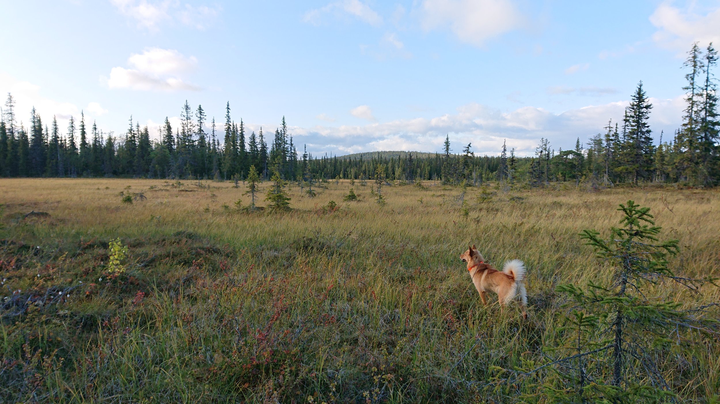 Utställning i Kalix 2023